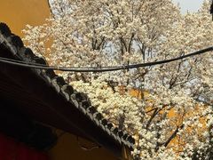 -龙华素斋(龙华路店)