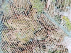 -马王堆海鲜水产市场