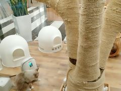 -袖虎·猫馆(体育西路店)