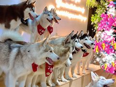 -Husky Go! 哈士奇体验馆·宠物咖啡厅狗咖