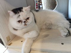 -Cappucimeow猫咪咖啡馆(韦伯时代店)