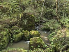 -五营红松林海景区