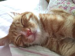 -创凡宠物医院·骨专科  猫科中心(西乡分院)