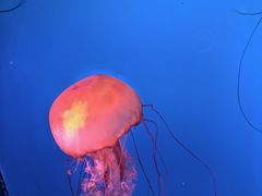 -太平洋海底世界