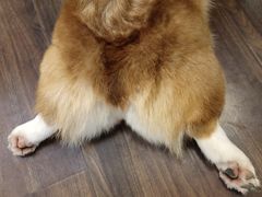 -柯斗斗主题餐厅·狗咖·围炉煮茶·茶饮(国瑞升平里店)