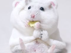 -红孩子网上商城