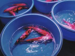 -华声天桥民俗文化园