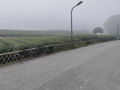 -龙坞茶村