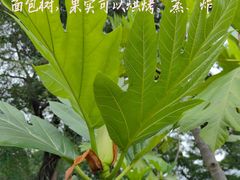 -南宁南湖公园