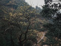 -午潮山国家森林公园