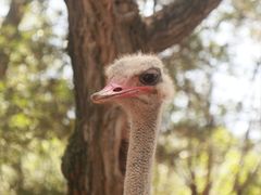 -青藏高原野生动物园