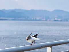 -海埂大坝