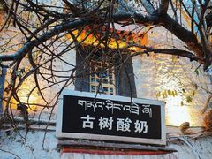 -古树酸奶(八廓南街店)
