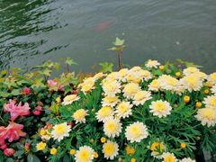 -上海鲜花港