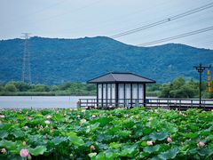 -长田漾湿地公园