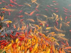 -武汉紫薇都市田园