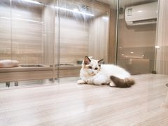 -飞行喵MR PILOT|猫舍·猫咖(静安大融城店)
