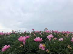 -泗洪洪泽湖湿地景区