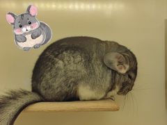 -龙猫仔乐园(惠福东路店)