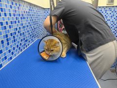 -瑞鹏宠物医院·宠保定点·心脏科·内科(御桥分院)