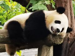 -都江堰中华大熊猫苑