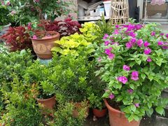 -金陵花卉交易市场