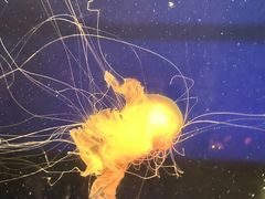 -西安曲江海洋极地公园