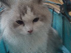 -宠福鑫动物医院(望京分院)