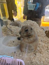 -神奇动物撸宠馆·羊驼·小浣熊·异宠(豫园店)