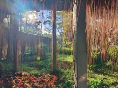 -东莞植物园