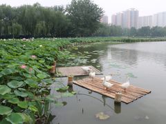 -莲花池公园
