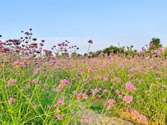 -西京湾花海