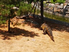 -石家庄市动物园