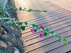 -三亚亚龙湾金棕榈度假酒店