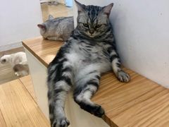 -李小姐の猫咖啡馆(五角场店)