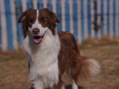 -趣玩宠物乐园寄养训犬训狗游泳池