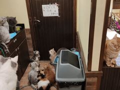 -more than meow吴止猫主题餐厅(承德 中船汇店)