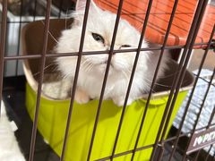 -1013 PET SHOP 宠物商店(近铁城市广场店)