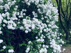 -上海共青森林公园