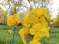 -天适樱花悠乐园