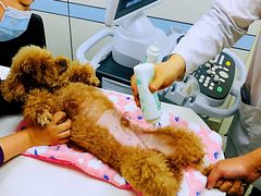 -中农国际动物医院24小时·猫科·骨科·急重症中心