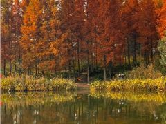 -白鹭湾湿地公园