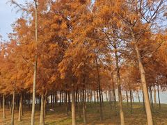 -合肥滨湖国家森林公园