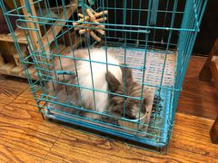 -志龙皇冠吃货椰子铺