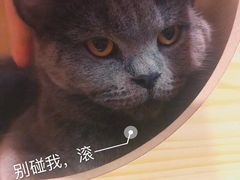 -猫友咖啡店(玉林西路店)