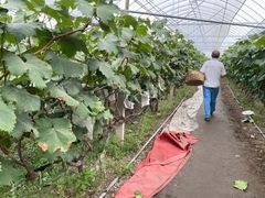 -马陆小张葡萄园农家乐