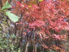 -黑龙江省森林植物园
