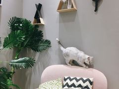 -藏猫猫咖啡主题馆(中央大道店)