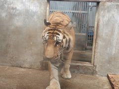 -泉州海丝野生动物世界