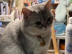 -BABIT巴比特宠物(MOMOPARK店)